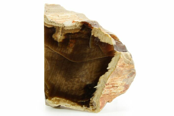 Polished Petrified Wood (Cypress) Section - Saddle Mountain, WA #371218